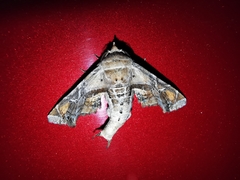 Eutelia pulcherrimus