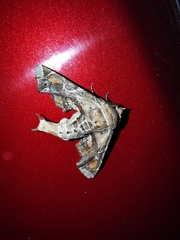 Eutelia pulcherrimus