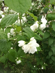 Philadelphus coronarius