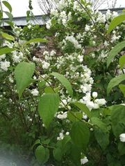 Philadelphus coronarius
