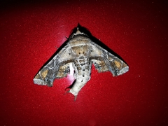 Eutelia pulcherrimus