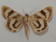 Catocala fulminea
