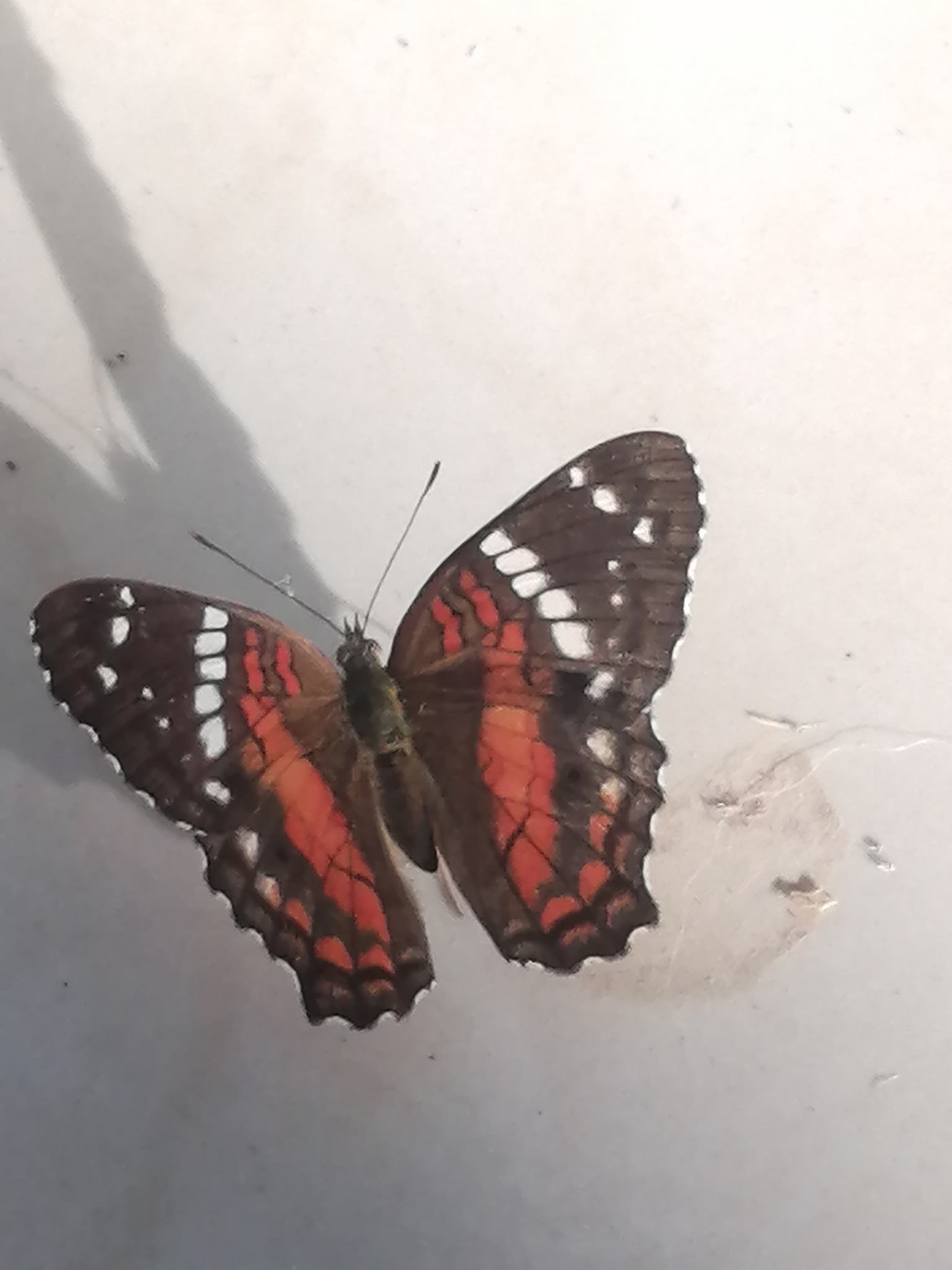 Anartia image