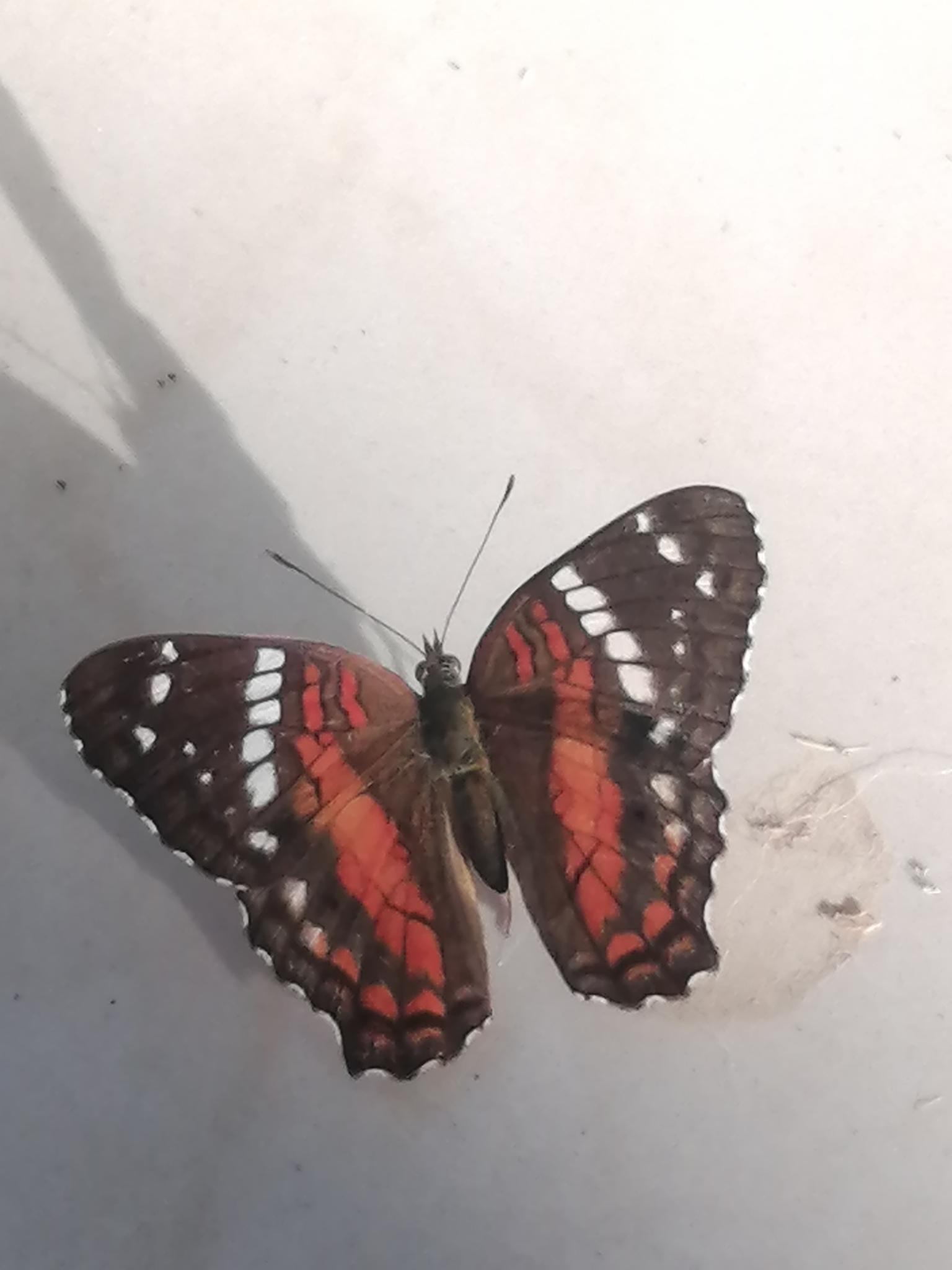 Anartia image