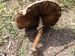 Chlorophyllum molybdites