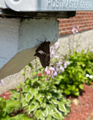 Epargyreus clarus clarus