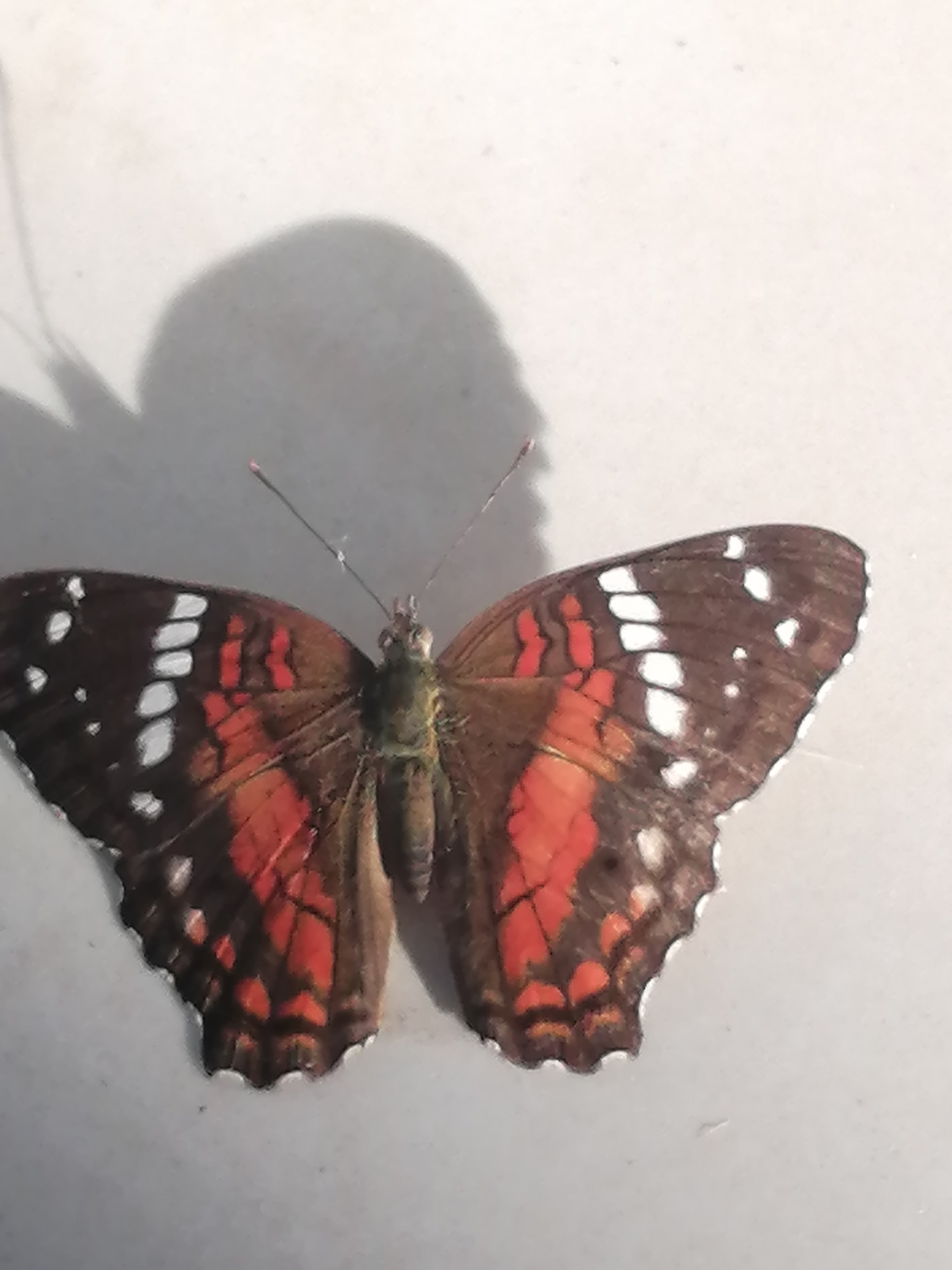 Anartia image