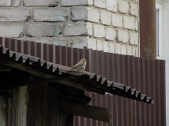 Phoenicurus phoenicurus