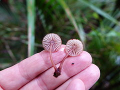 Mycena mariae
