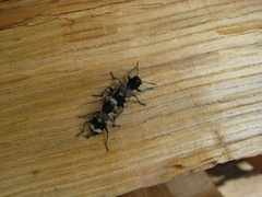 Clerus mutillarius