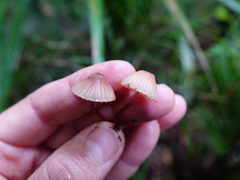 Mycena mariae