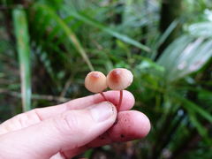 Mycena mariae