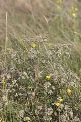 Trinia hispida