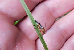 Metacantharis discoidea