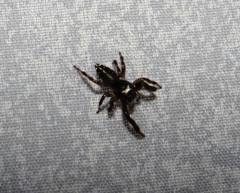 Paraphidippus