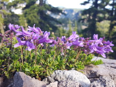 Penstemon davidsonii davidsonii