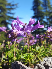 Penstemon davidsonii davidsonii
