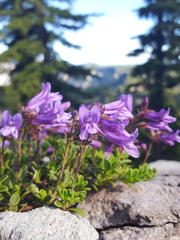 Penstemon davidsonii davidsonii