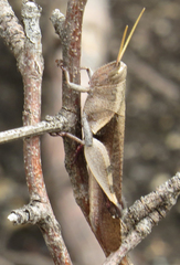 Catantopinae