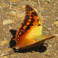 Charaxes candiope