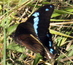 Papilio nireus