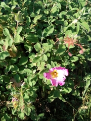 Cistus creticus eriocephalus
