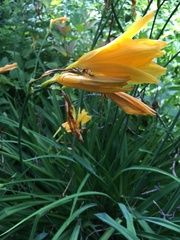 Hemerocallis lilioasphodelus