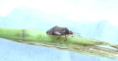 Deraeocoris flavilinea