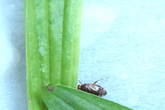 Deraeocoris flavilinea