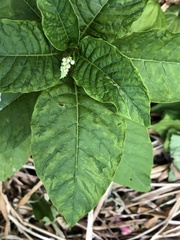 Pokeweed mosaic virus