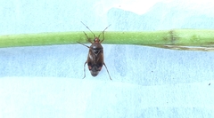 Deraeocoris flavilinea