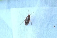 Deraeocoris flavilinea