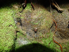Arachnocampa luminosa
