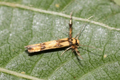 Stathmopoda pedella