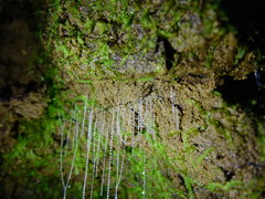 Arachnocampa luminosa