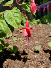 Fuchsia × hybrida