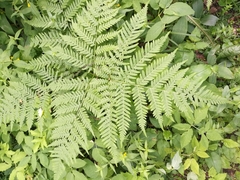 Pteridium pinetorum