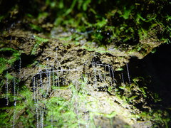 Arachnocampa luminosa