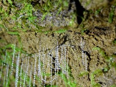 Arachnocampa luminosa