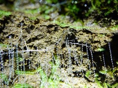 Arachnocampa luminosa