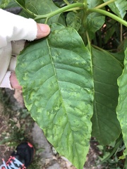 Pokeweed mosaic virus