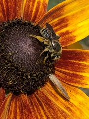 Andrena rudbeckiae