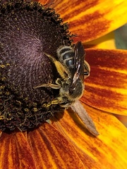 Andrena rudbeckiae