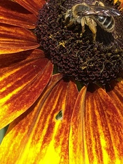 Andrena rudbeckiae