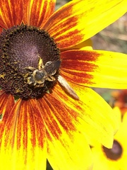 Andrena rudbeckiae