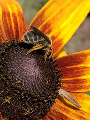 Andrena rudbeckiae