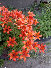 Lilium maculatum