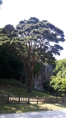 Pinus densiflora