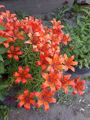 Lilium maculatum