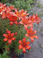 Lilium maculatum